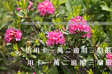 信用卡一萬二逾期三期嚴(yán)重嗎(信用卡一萬二逾期三期嚴(yán)重嗎)