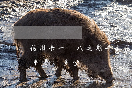 信用卡一萬八逾期半年(信用卡一萬元逾期一年要還多少)