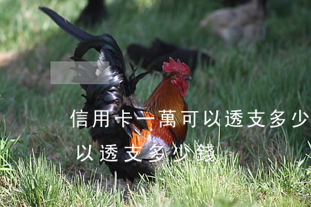 信用卡一萬可以透支多少(一張信用卡最多可以透支多少錢)