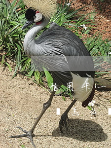 信用卡一萬逾期9年-信用卡9萬逾期一年會怎么樣開庭后費用是多少