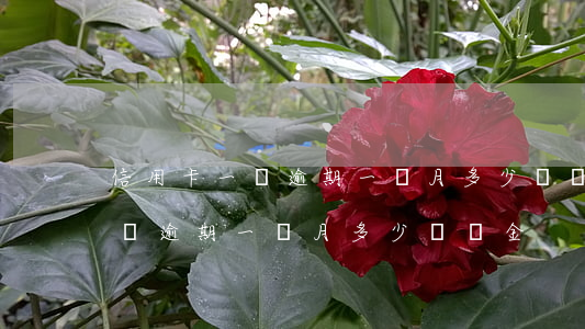 信用卡一萬逾期一個月多少違約金 信用卡一萬逾期一個月多少違約金