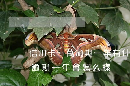 信用卡一萬逾期一年有什么后果(信用卡1萬逾期一年會怎么樣)