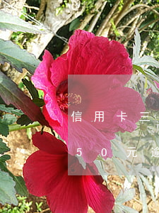 信用卡三個月消費五十萬逾期貼吧-信用卡50元逾期三個月
