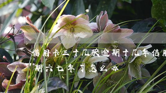 信用卡三十几块逾期十几年(信用卡30万逾期六七年了怎么办?)