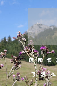 信用卡三十幾元逾期(欠信用卡三十幾萬逾期了怎么辦)