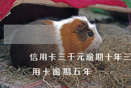 信用卡三千元逾期十年 三十萬(wàn)信用卡逾期五年