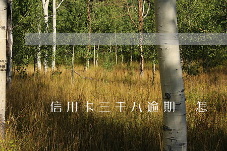信用卡三千八逾期會怎樣