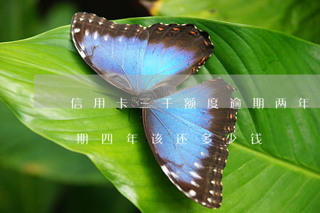 信用卡三千额度逾期两年(信用卡两千额度逾期四年该还多少钱)