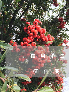 信用卡三天不還上征信嗎(信用卡晚還三天上征信嗎)