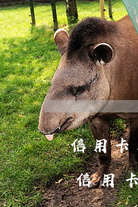 信用卡三萬(wàn)逾期一個(gè)月(信用卡三萬(wàn)逾期一個(gè)月收多少利息)