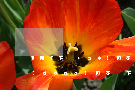 信用卡下個(gè)月不還怎么辦(信用卡當(dāng)月不還下個(gè)月還可以嗎)