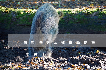 信用卡不上征信算逾期嗎(征信有逾期辦不了信用卡)
