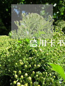 信用卡不小心逾期15天怎么辦