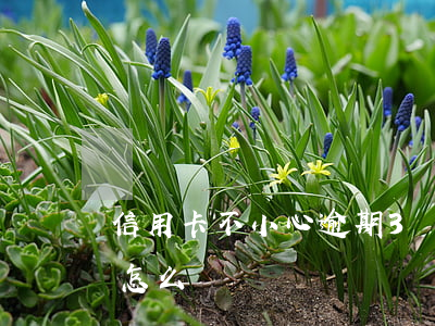 信用卡不小心逾期3個月(信用卡逾3個月期怎么辦)