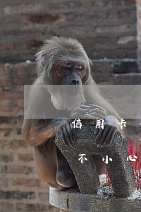 信用卡不小心逾期5天了怎么补救-信用卡不小心逾期5天了怎么补救呢