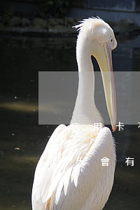 信用卡不小心逾期5天(信用卡不小心逾期5天會有不良記錄嗎)