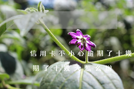 信用卡不小心逾期了十幾天(信用卡不小心逾期了十幾天怎么辦)