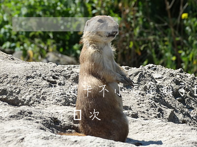 信用卡不小心逾期了幾次(信用卡不小心逾期了幾次)