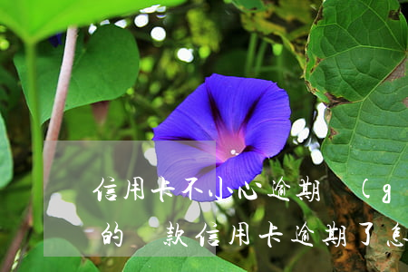信用卡不小心逾期個(gè)月怎么辦(所有的貸款信用卡逾期了怎么辦)