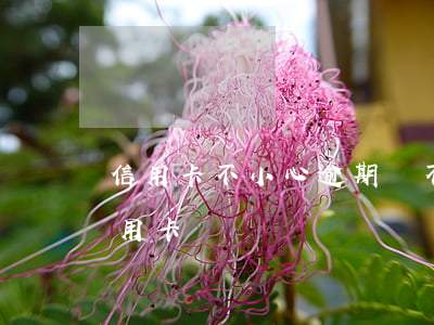 信用卡不小心逾期會不會(逾期會影響辦理信用卡嗎)