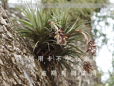 信用卡不小心逾期有辦法消除嗎（信用卡不小心逾期有辦法消除嗎）