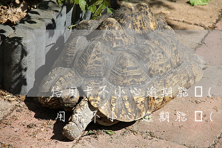 信用卡不小心逾期能說(shuō)明嗎(信用卡不小心逾期能說(shuō)明嗎還本金嗎)