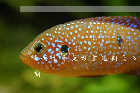 信用卡不是故意逾期怎么辦(信用卡非惡意逾期)