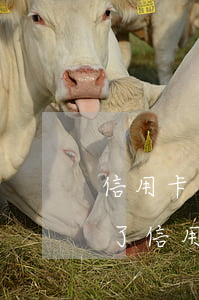 信用卡不是本人在用逾期了怎么辦(本人不在了信用卡逾期了要不要還款)