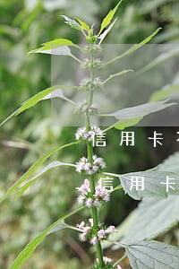 信用卡不知道欠多少錢(qián)怎么辦（信用卡不知道欠多少）