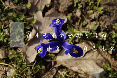 信用卡不能分期可以和銀行協(xié)商嗎-停息掛賬自己怎么去申請