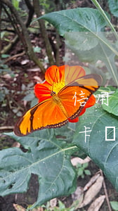 信用卡不自動(dòng)扣款逾期(欠信用卡會(huì)自動(dòng)扣嗎)