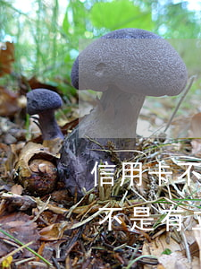 信用卡不还基本不立案(信用卡长时间没还,是不是有立案说法?)