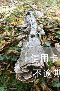 信用卡不逾期但没还清影响贷款吗-信用卡不逾期但没还清影响贷款吗知乎