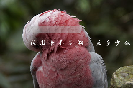 信用卡不逾期額度多少（信用卡不逾期額度）