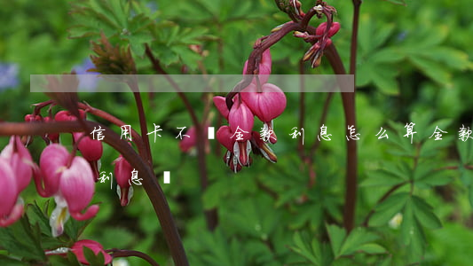 信用卡不還全款利息怎么算(全款還信用卡有利息嗎)