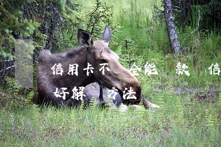 信用卡不還全能貸款嗎(信用卡沒能力還款最好解決方法)