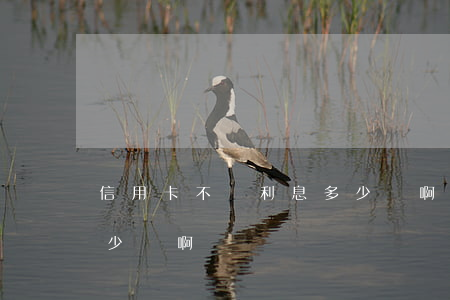 信用卡不還利息多少錢啊(信用卡不還利息多少錢啊)