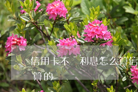 信用卡不還利息怎么算(信用卡不還利息怎么算的)