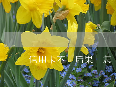信用卡不還后果會怎樣(還不上信用卡的后果)