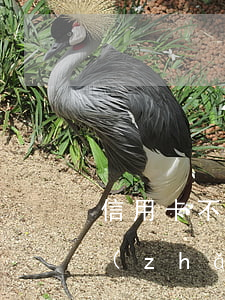 信用卡不還多久不產(chǎn)生利息(長(zhǎng)時(shí)間不還信用卡)