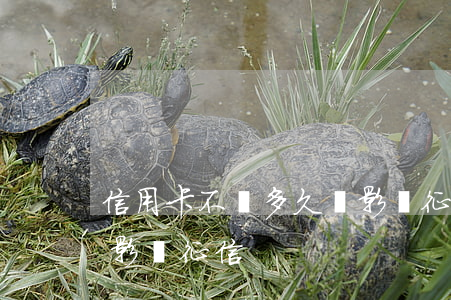 信用卡不還多久會影響征信(欠信用卡多久會影響征信)