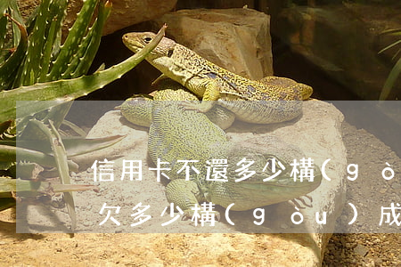 信用卡不還多少構(gòu)成詐騙(信用卡欠多少構(gòu)成詐騙)