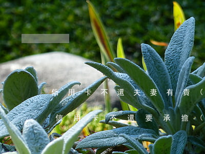信用卡不還夫妻有責(zé)任還嗎(用別人信用卡不還要承擔(dān)什么責(zé)任)