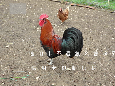 信用卡不還怎么會收到通知(收到不是自己的信用卡逾期短信)