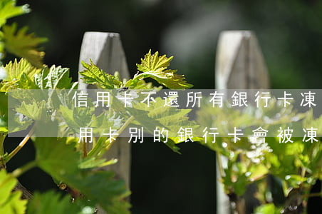 信用卡不還所有銀行卡凍結(jié)(欠信用卡別的銀行卡會被凍結(jié)嗎)
