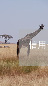 信用卡不還掉能貸款嗎