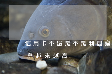 信用卡不還是不是利息瘋漲(為什么信用卡利息越來越高)