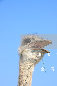 信用卡不還會(huì)停養(yǎng)老金嗎(信用卡不還有什么后果?)