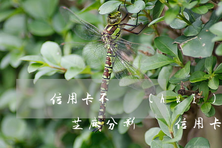 信用卡不還會(huì)影響芝麻分嗎(支付寶芝麻分影響辦信用卡嗎)