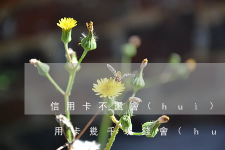 信用卡不還會(huì)被上門催收嗎(欠信用卡幾千塊錢會(huì)被上門催收嗎)